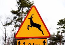 Zdarzenia z udziałem zwierzyny