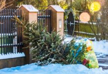 MZK rusza z akcją zbiórki choinek świątecznych