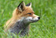 Wiosenna akcja doustnych szczepień lisów