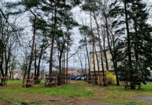 Jak wypadł przegląd drzewostanu na terenie Placu Piłsudskiego?