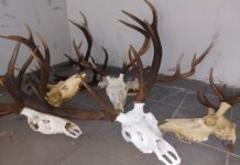 Policjanci zabezpieczyli trofea myśliwskie