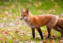 Komunikat Podkarpackiego Wojewódzkiego Lekarza Weterynarii