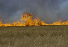 Wypalali trawy – poniosą konsekwencje