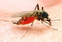 Odkomarzanie w Stalowej Woli