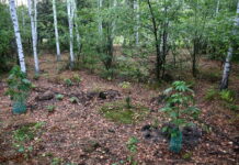 45-latek odpowie za uprawę konopi