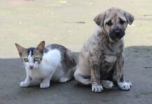 Schronisko dla zwierząt w Stalowej Woli na finiszu. Meble i sprzęt już zamówione