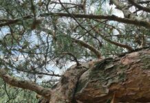 Pielęgnacja drzewostanu na terenie Placu Piłsudskiego