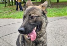 Borys – nowy policyjny pies w niżańskiej komendzie