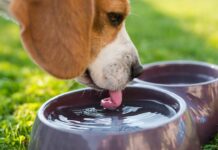 Mały gest, wielka moc – wystaw miskę!