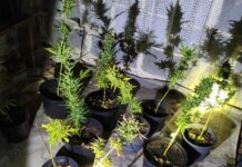 Policjanci zlikwidowali nielegalną hodowlę konopii i zatrzymali jej właściciela