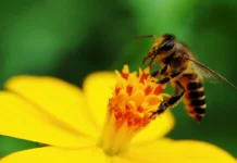 W piątek X Forum Pszczelarskie „Stalowa pszczoła nie istnieje”