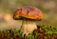 Bezpieczne grzybobranie