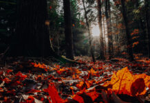 Rozstrzygnięcie konkursu fotograficznego „Jesienny Powiat Niżański w obiektywie”