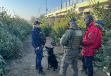 Policja i Straż Leśna kontrolują choinki – apel o zakup drzewek z legalnego źródła