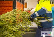 Zbiórka bożonarodzeniowych choinek