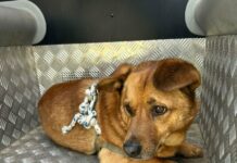 Policjanci poszukują właściciela porzuconego psa