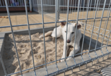Coraz więcej zgłoszeń, coraz mniej miejsca. Schronisko apeluje o rozwagę